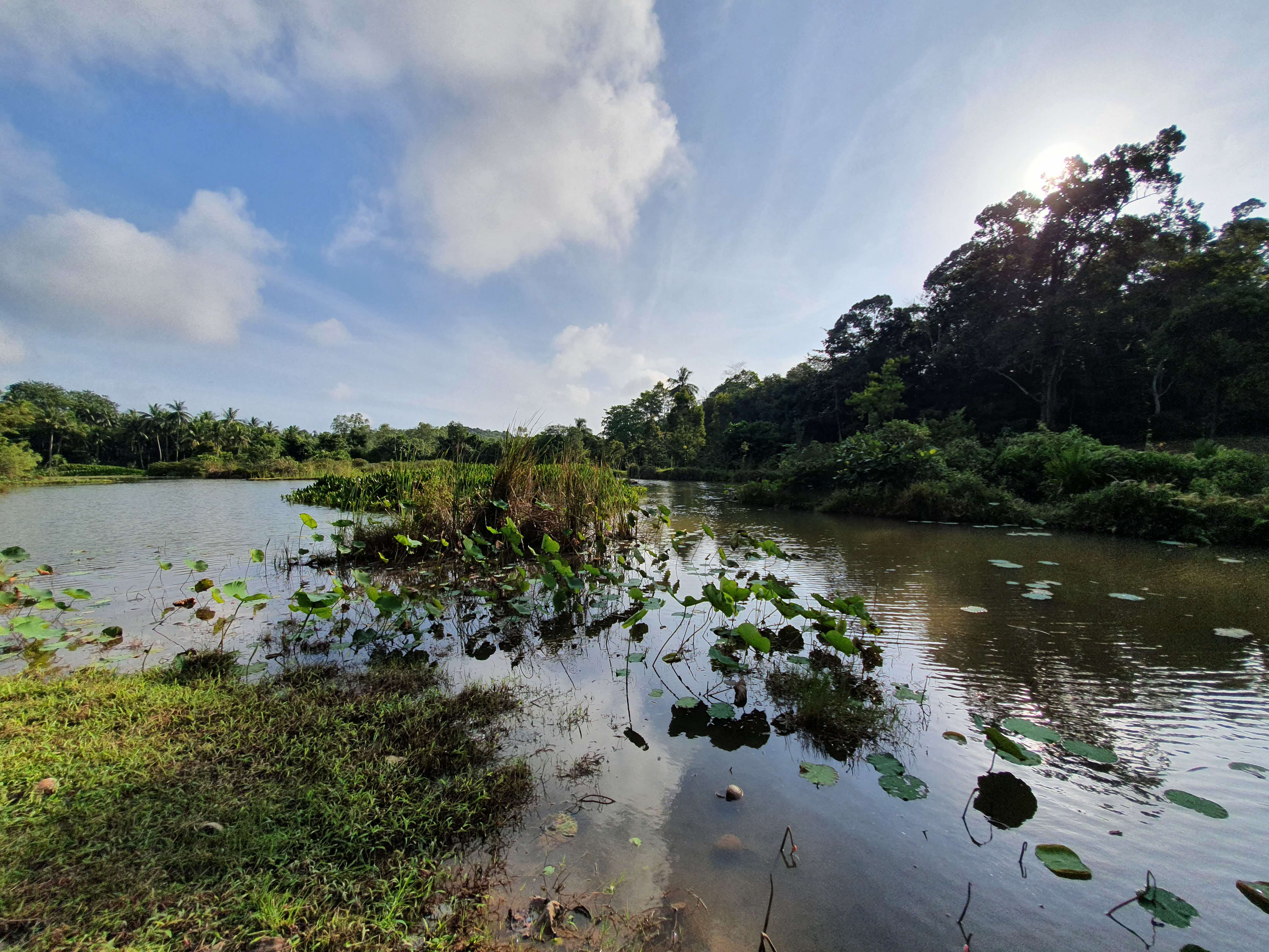 pond with lilies and a small island in the middle of the pond